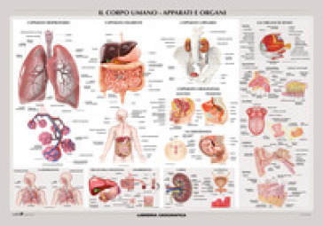 Corpo umano: apparati e organi. Carta murale scientifica. Ediz. a colori