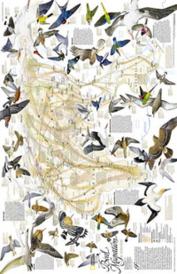 Migrazioni degli uccelli. America del Nord e del Sud. Carta murale
