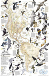 Migrazioni degli uccelli. Eurasia, Africa e Oceania. Carta murale