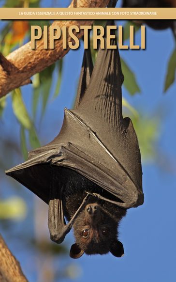 Pipistrelli: la guida essenziale a questo fantastico animale con foto straordinarie
