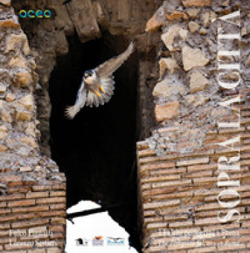 Sopra la città. I falchi pellegrini a Roma-The peregrine falcons in Rome. Ediz. bilingue