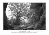The Rock-Tree. Holm Oak, Badde Tureddu, Orgosolo, Sardinia. Ediz. italiana e inglese. Con stampa Fine Art
