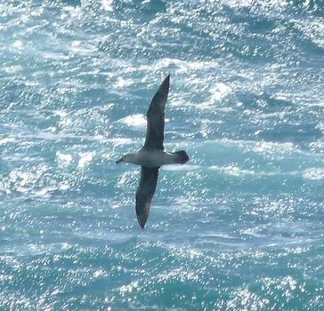 Viaggi di un giovane albatros